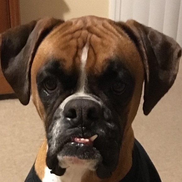 Meet your Posher, Stephanie - Picture 1 of 1